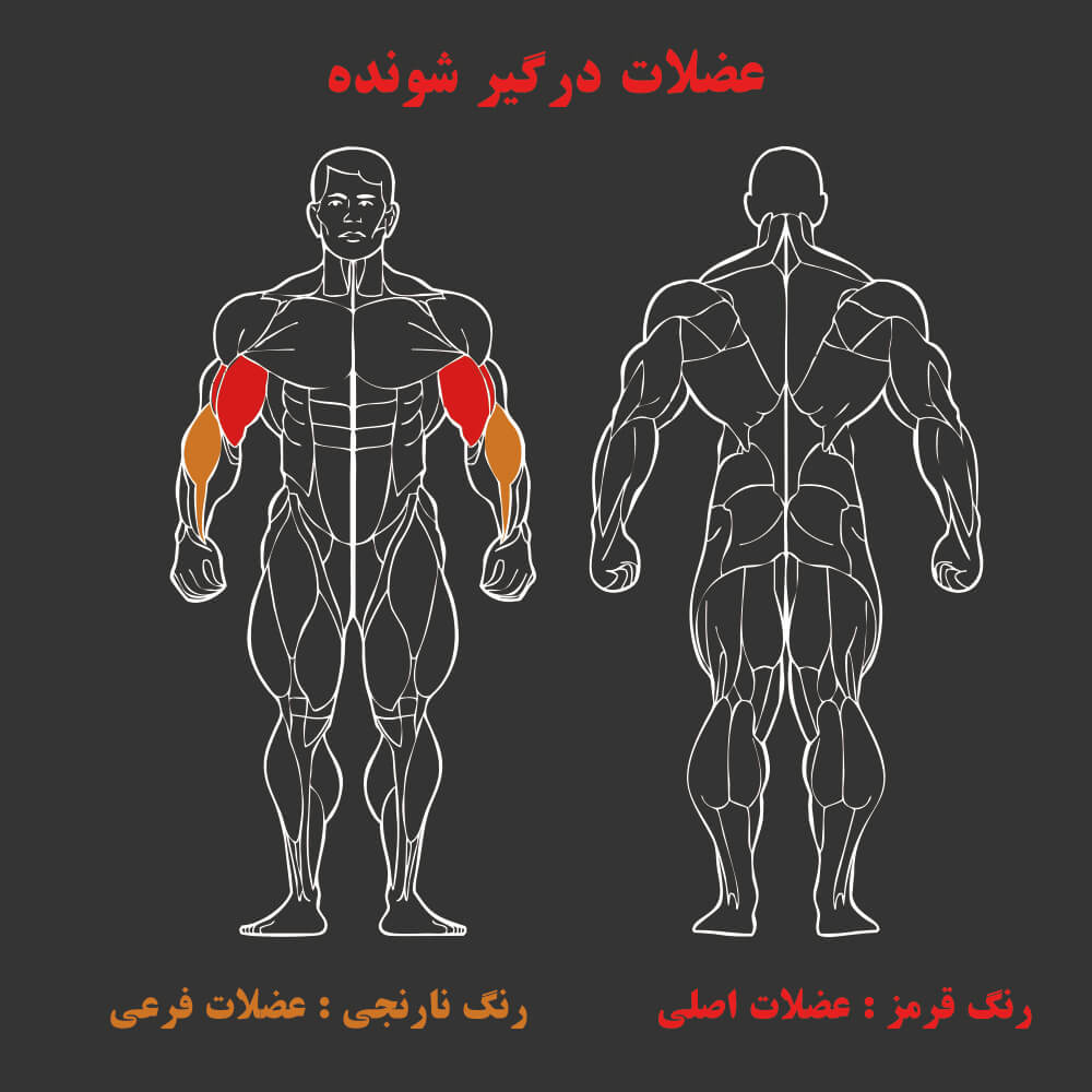 عضلات درگیر در دستگاه بدنسازی جلو بازو لاری