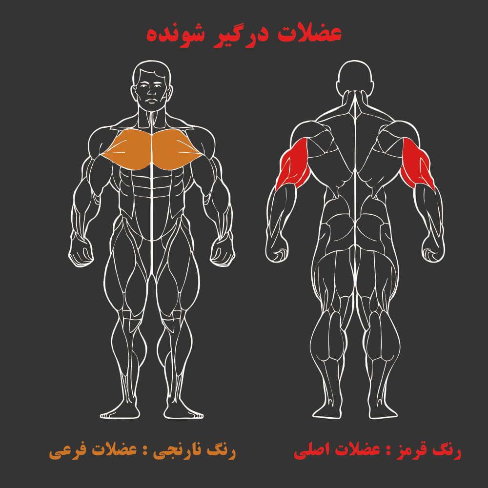 عضلات درگیر در دستگاه بدنسازی پشت بازو دیپ