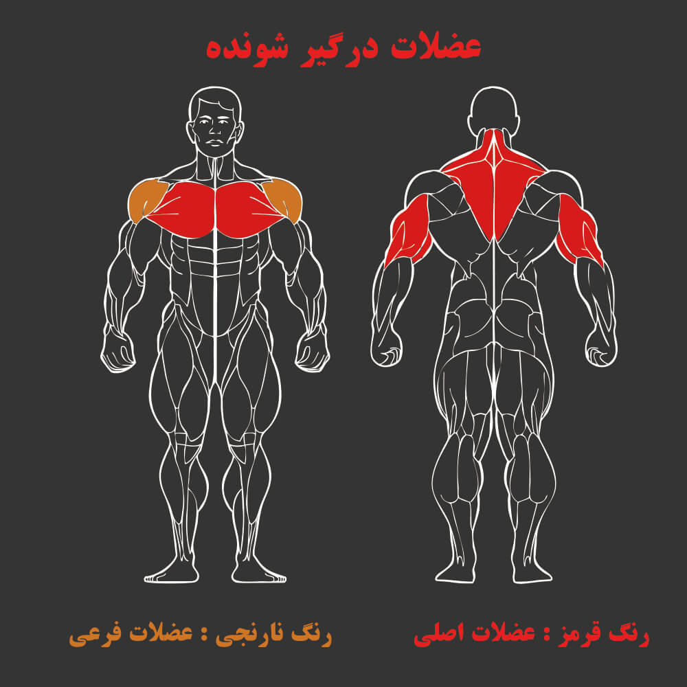 عضلات درگیر در دستگاه بدنسازی بارفیکس کمکی