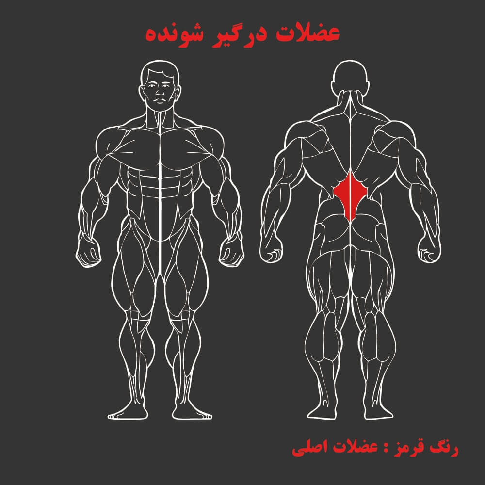 عضلات درگیر در دستگاه بدنسازی فیله کمر