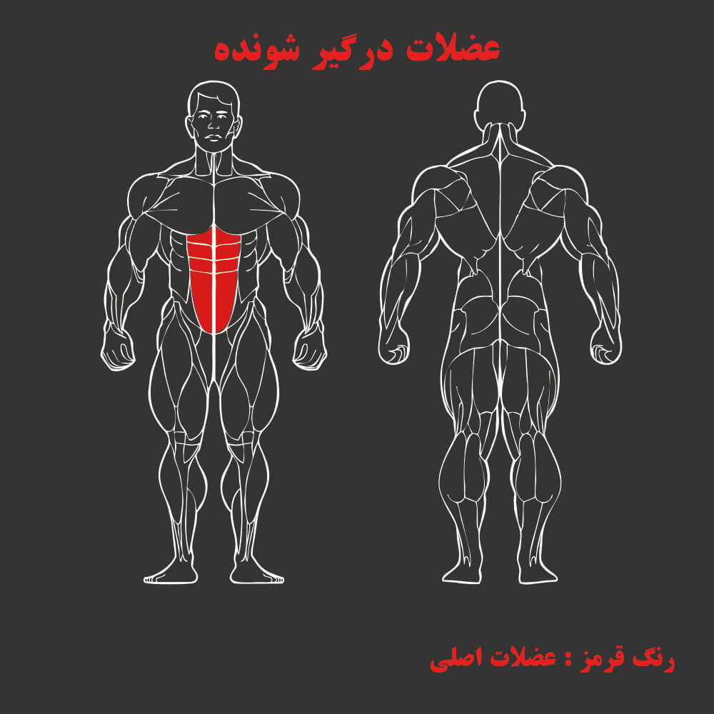 عضلات درگیر در دستگاه بدنسازی کرانچ شکم