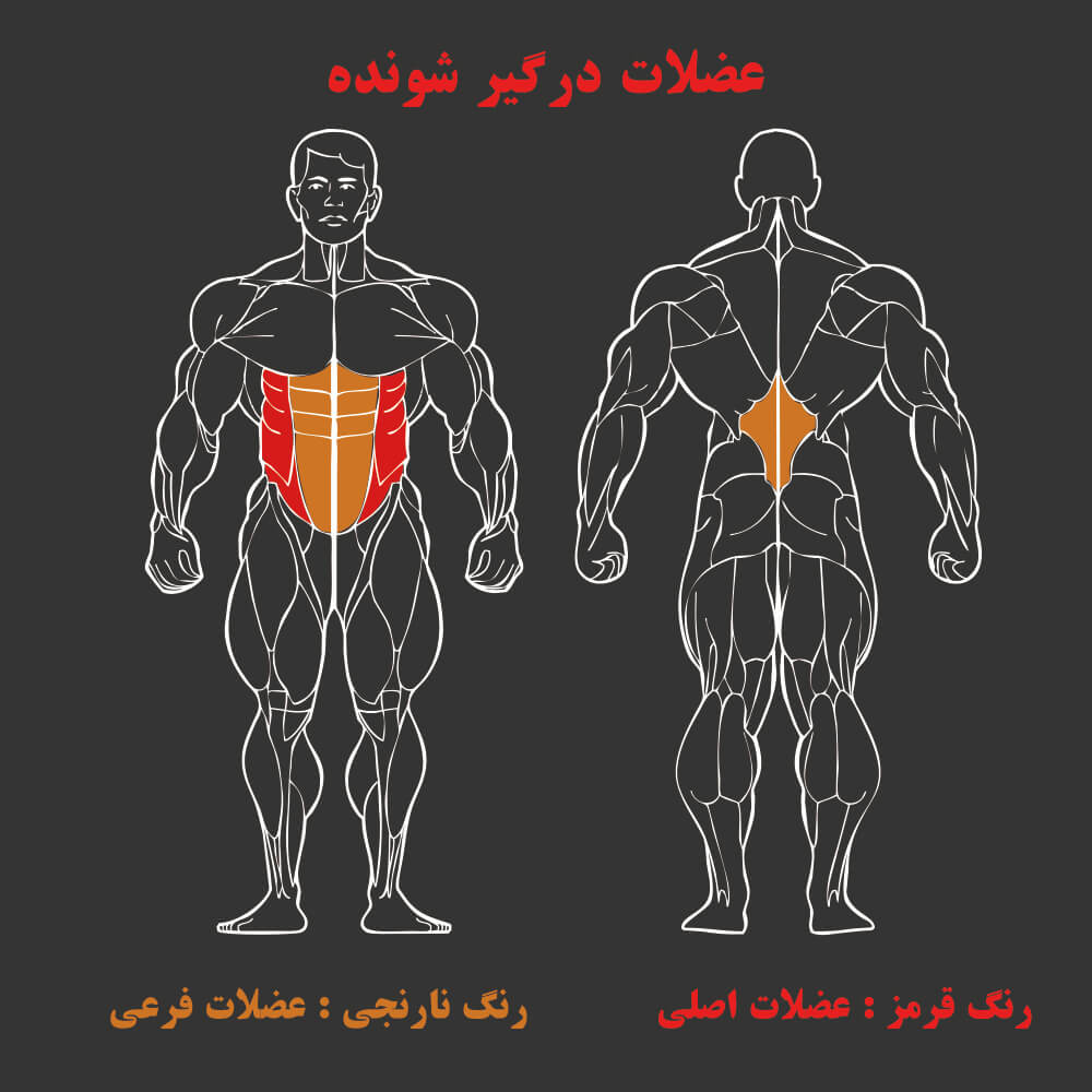 عضلات درگیر در دستگاه بدنسازی مسگری