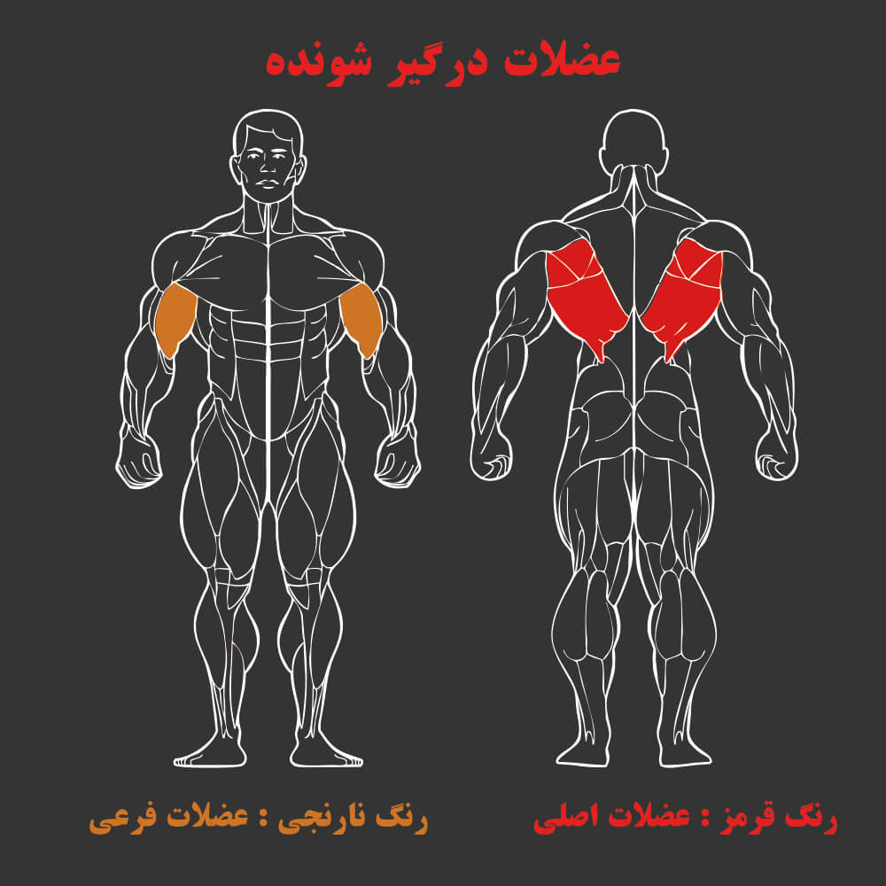 عضلات درگیر در دستگاه بدنسازی زیر بغل لت