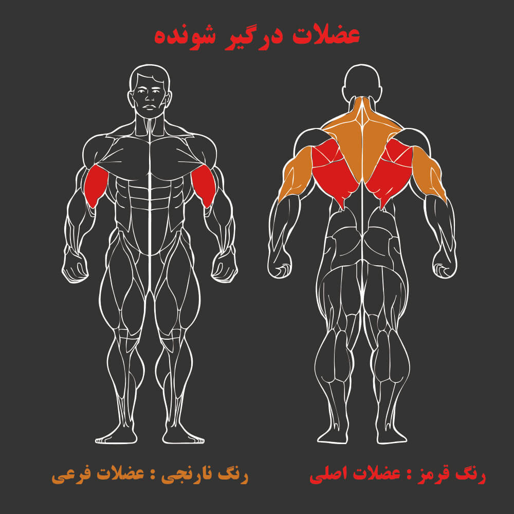 عضلات درگیر در دستگاه بدنسازی زیر بغل قایقی