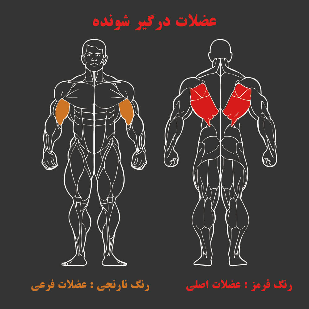 عضلات درگیر در دستگاه بدنسازی لت زنجیری