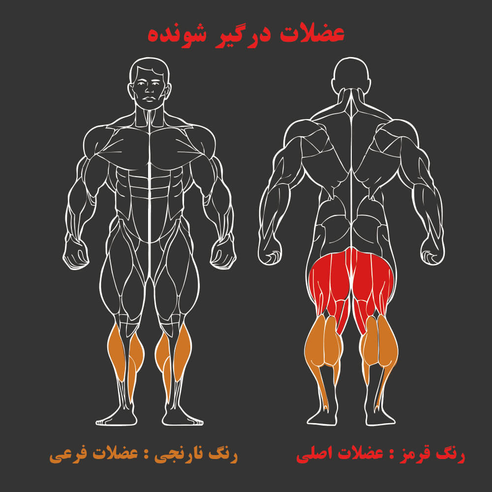 عضلات درگیر در دستگاه بدنسازی پشت پا خوابیده