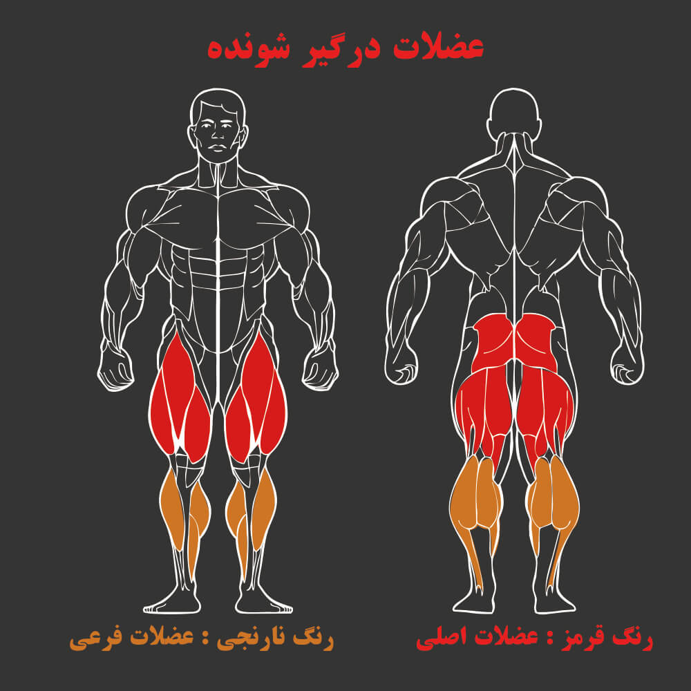 عضلات درگیر در دستگاه بدنسازی پرس پا ماشین
