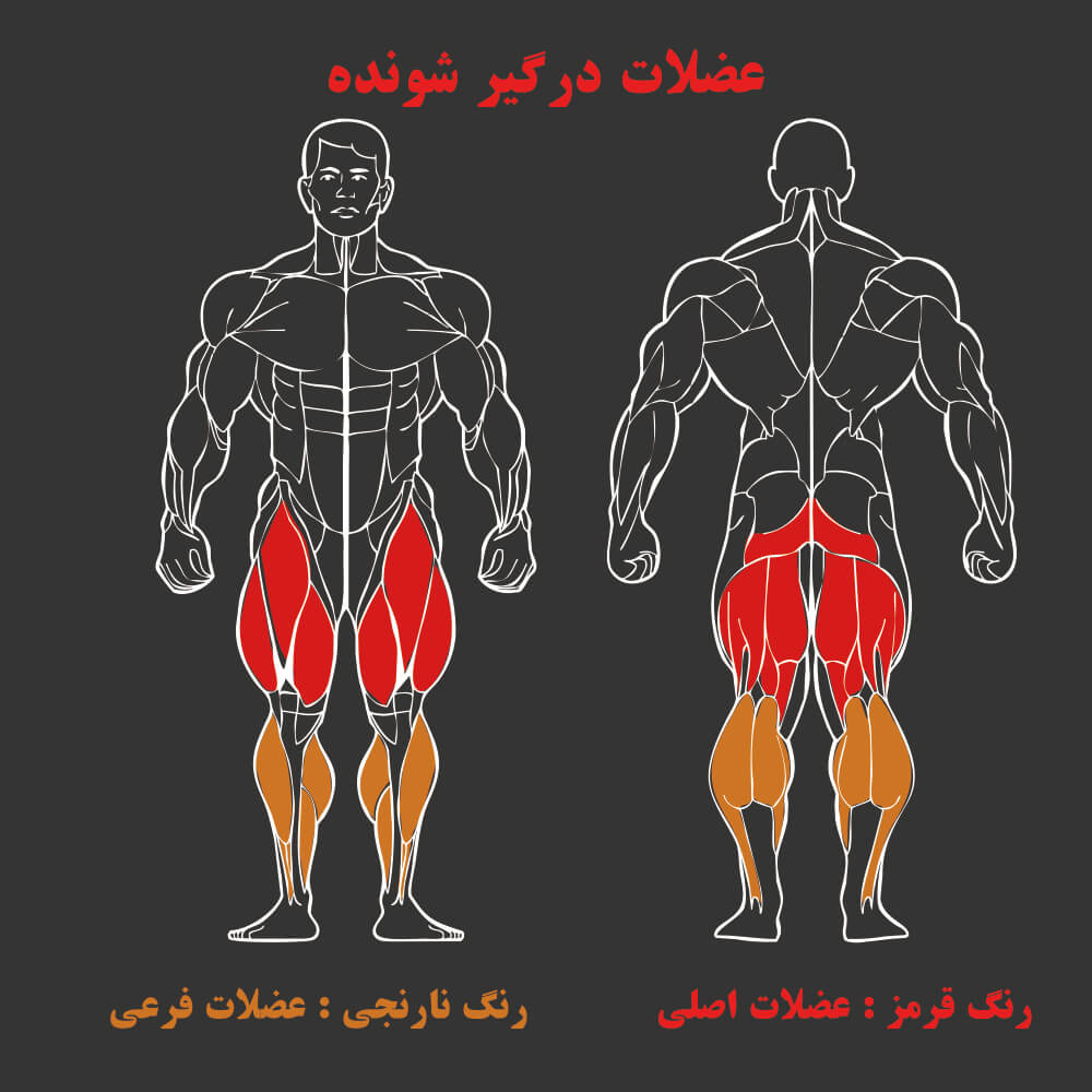عضلات درگیر در دستگاه بدنسازی مولتی هیپ
