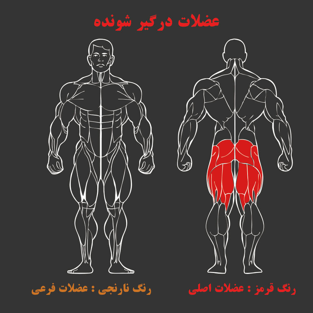 عضلات درگیر در دستگاه بدنسازی کات باسن