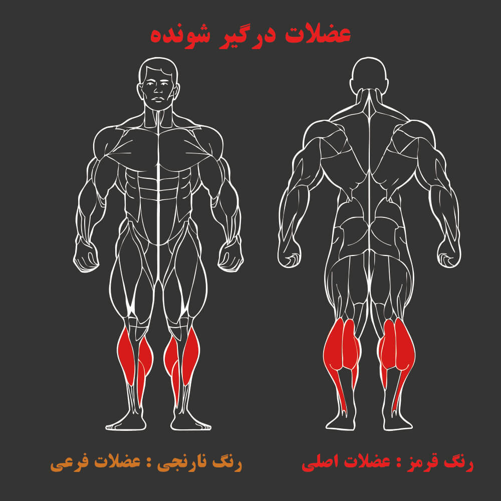 عضلات درگیر در دستگاه بدنسازی ساق پا نشسته