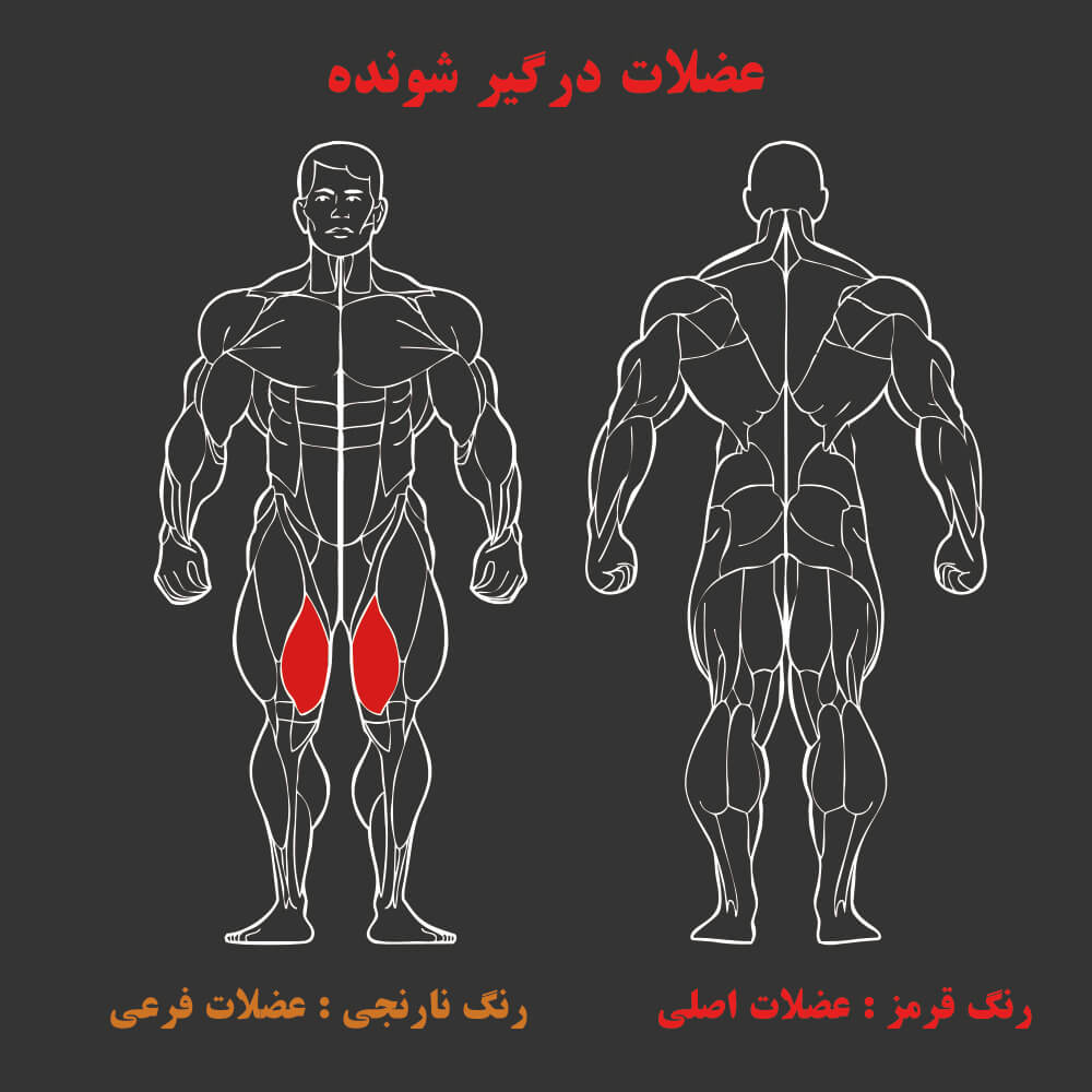 عضلات درگیر در دستگاه بدنسازی داخل پا
