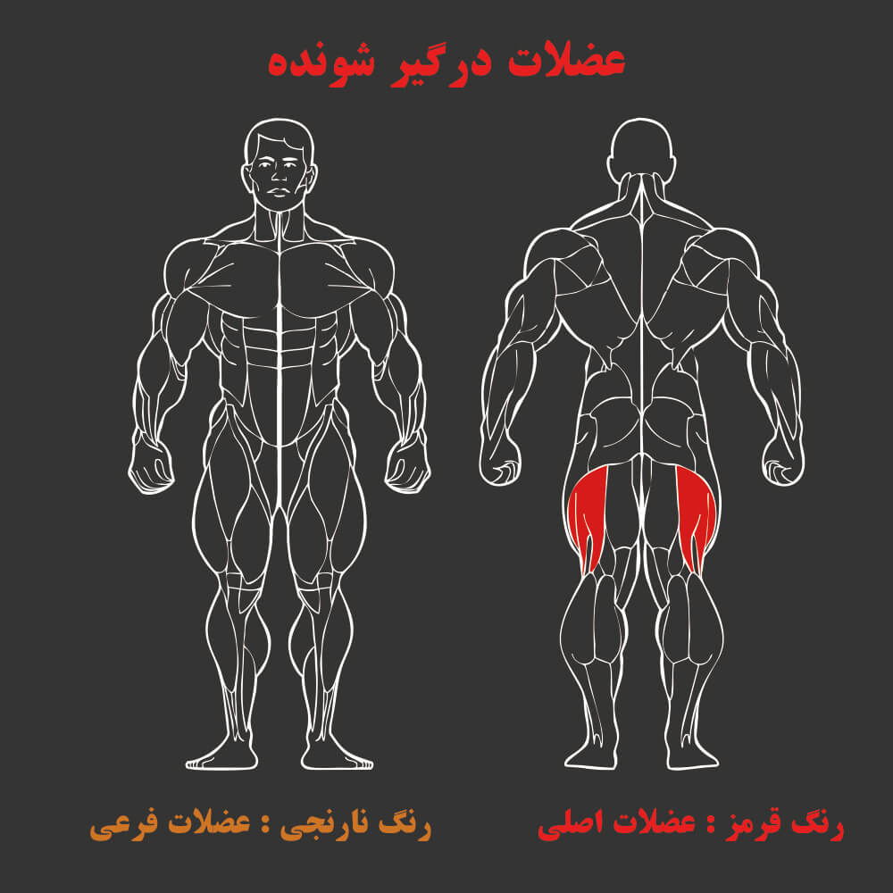 عضلات درگیر در دستگاه بدنسازی خارج پا
